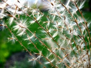 Grass crops