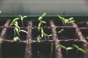 biochar